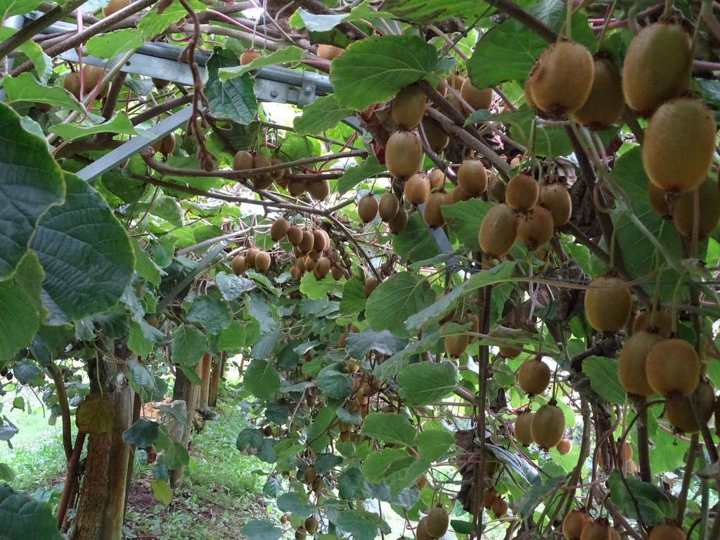 Cueillette de kiwis à St Fulgent Vendée (85) — free download