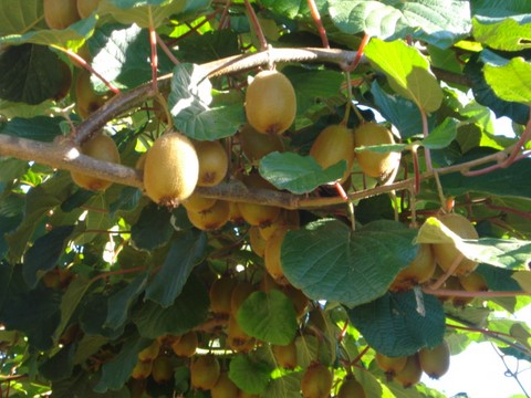 Fruits dans l'arbre